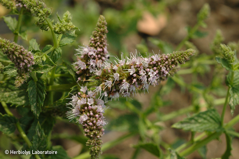 Phytothérapie de Menthe poivrée - Extrait de plantes fraîches bio Herbiolys